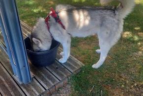 Alerte Découverte Chien  Femelle Ajain France