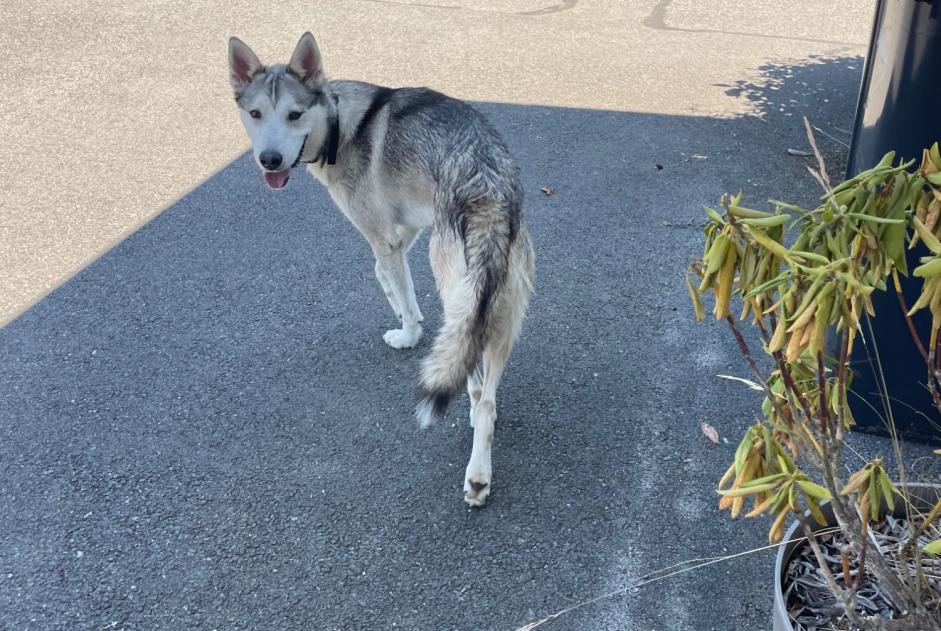 Alerte Découverte Chien  Mâle Chavanod France