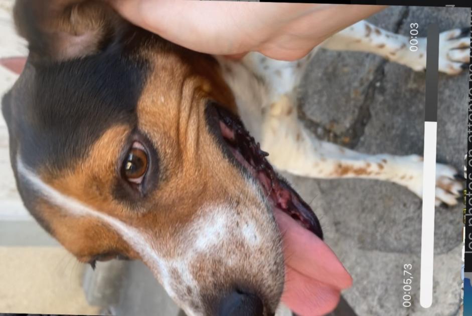 Alerte Découverte Chien croisement  Mâle Poligny France