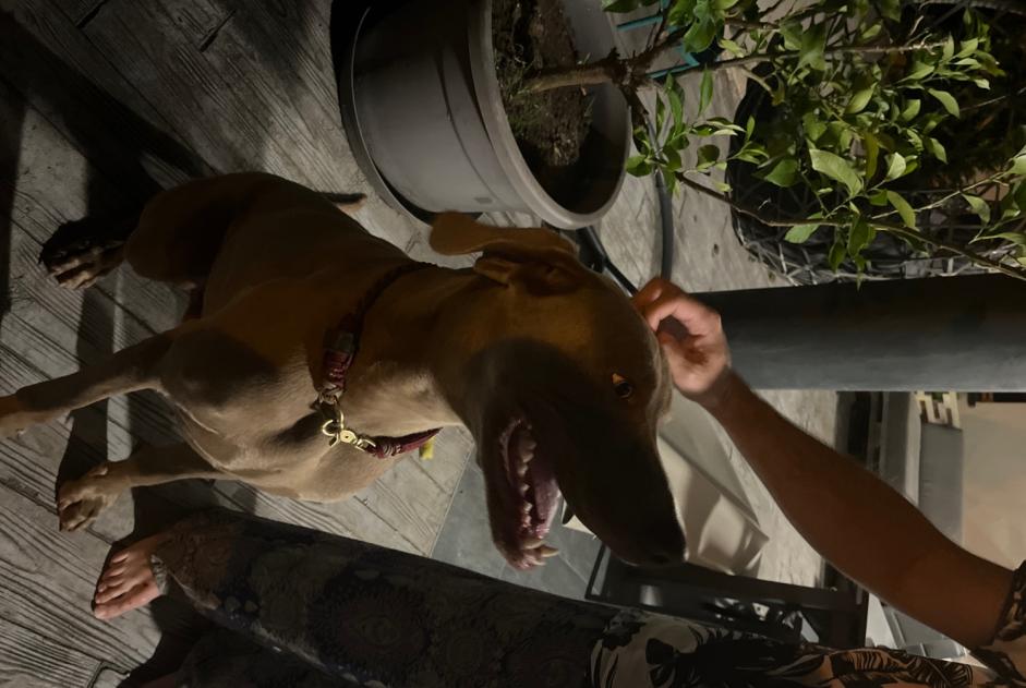 Alerte Découverte Chien  Mâle Soustons France