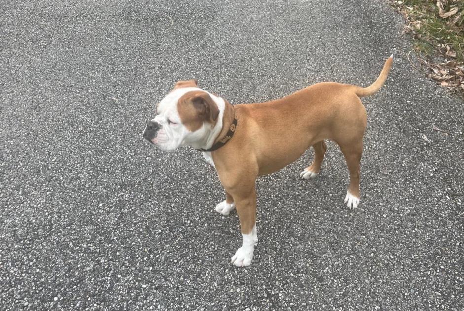 Alerte Disparition Chien  Femelle , 3 ans Saint-Baldoph France