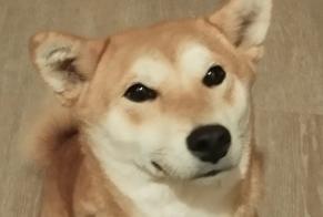 Alerte Disparition Chien  Femelle , 2 ans Tournon-sur-Rhône France