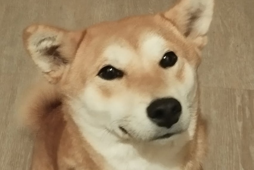 Alerte Disparition Chien  Femelle , 2 ans Tournon-sur-Rhône France