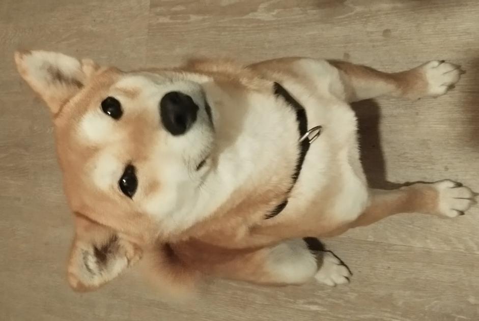 Alerte Disparition Chien  Femelle , 2 ans Tournon-sur-Rhône France