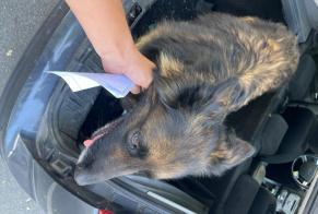 Alerte Découverte Chien  Mâle Lencloître France