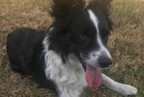 Alerte Découverte Chien  Femelle Rilhac-Rancon France
