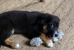 Avviso Ritrovamento Cane  Femmina Vendes Francia