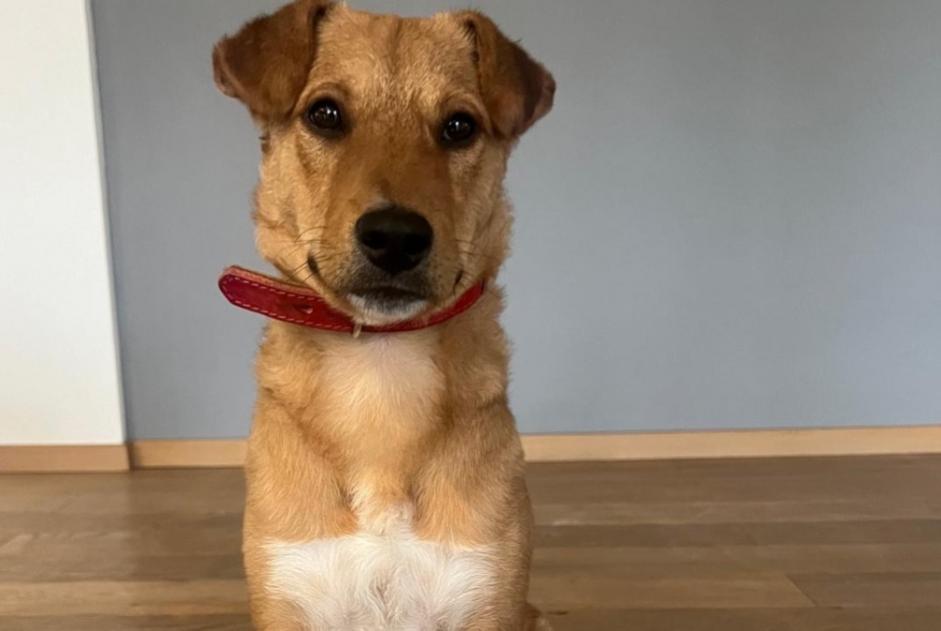 Avviso scomparsa Cane Maschio , 2 anni Cannes Francia
