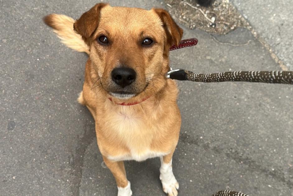 Avviso scomparsa Cane Maschio , 2 anni Cannes Francia