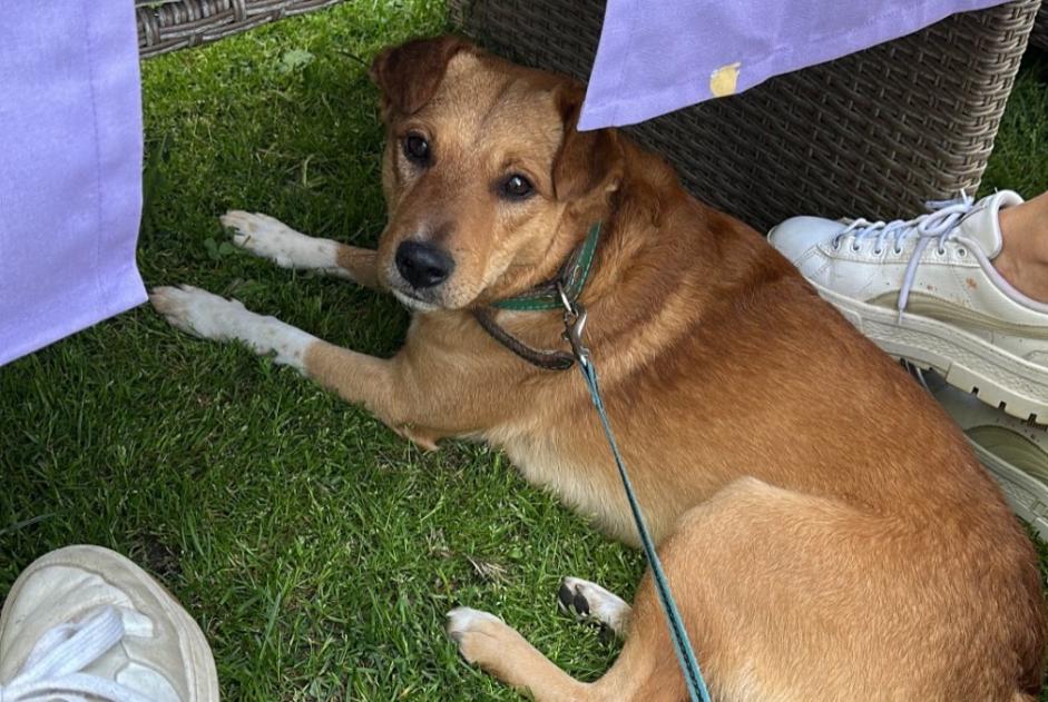 Avviso scomparsa Cane Maschio , 2 anni Cannes Francia