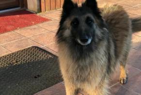 Avviso scomparsa Cane  Femmina , 11 anni Rupt Francia