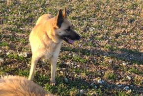 Avviso scomparsa Cane incrocio di razze  Femmina , 9 anni Rupt Francia