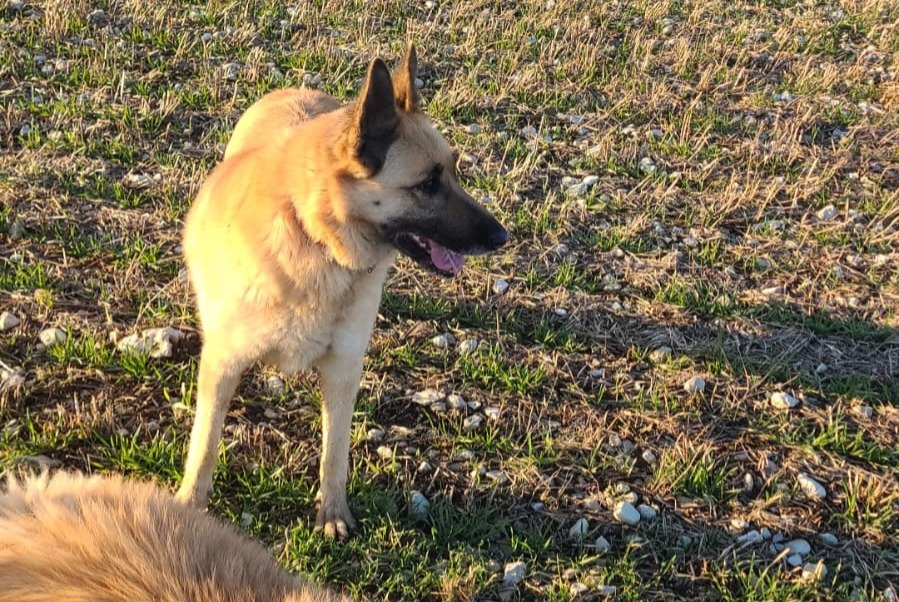 Avviso scomparsa Cane incrocio di razze  Femmina , 9 anni Rupt Francia