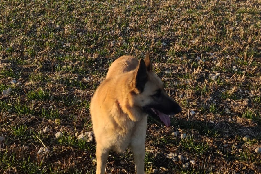 Avviso scomparsa Cane incrocio di razze  Femmina , 9 anni Rupt Francia