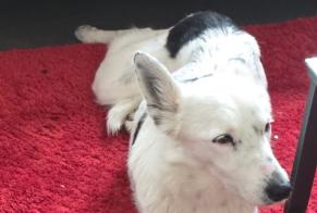 Avviso scomparsa Cane incrocio di razze  Femmina , 2 anni Séméac Francia