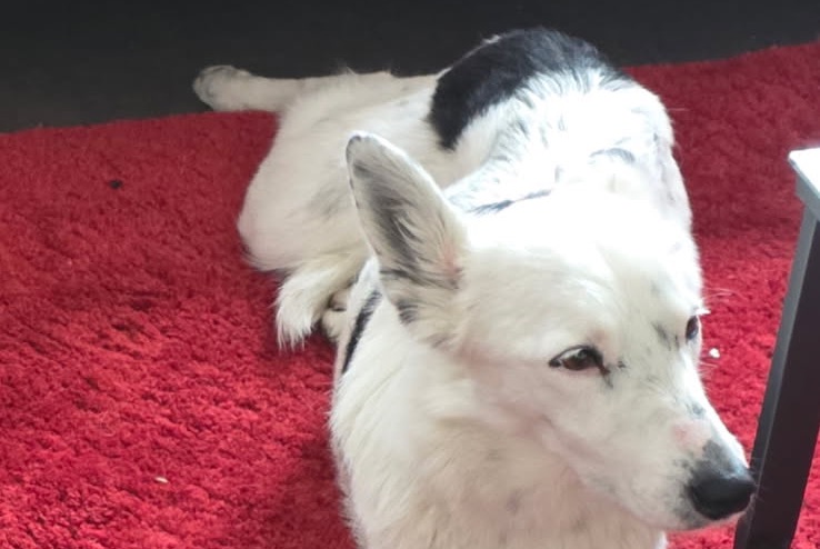 Avviso scomparsa Cane incrocio di razze  Femmina , 2 anni Séméac Francia