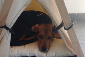 Avviso scomparsa Cane incrocio di razze  Maschio , 1 anni Saint-Jean-du-Gard Francia