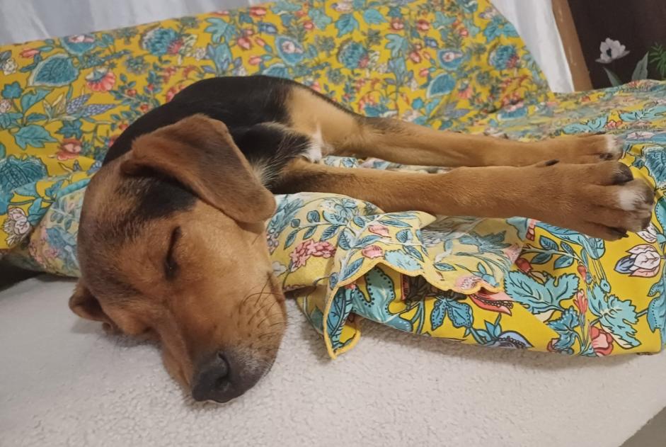 Avviso scomparsa Cane incrocio di razze  Maschio , 1 anni Saint-Jean-du-Gard Francia