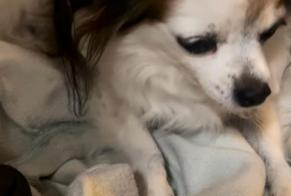 Avviso scomparsa Cane  Femmina , 15 anni Nice Francia