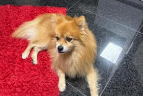 Avviso scomparsa Cane  Maschio , 10 anni Paris Francia