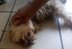 Avviso Ritrovamento Cane  Femmina Rive-de-Gier Francia