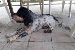 Avviso Ritrovamento Cane  Non conosciuta Montauban Francia