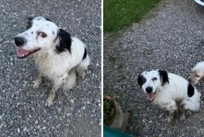 Avviso scomparsa Cane incrocio di razze  Maschio , 3 anni Mane Francia