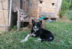 Avviso scomparsa Cane  Femmina , 1 anni Cœur de Causse Francia