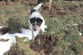 Avviso scomparsa Cane incrocio di razze  Femmina , 10 anni Val-des-Prés Francia