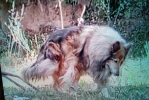 Avviso scomparsa Cane  Femmina , 12 anni Eccica-Suarella Francia