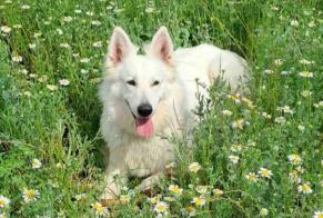 Avviso scomparsa Cane  Femmina , 7 anni Pérols Francia