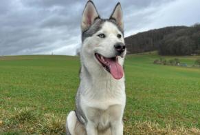 Avviso scomparsa Cane  Femmina , 4 anni Village-Neuf Francia