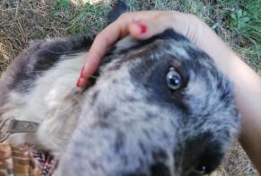 Avviso Ritrovamento Cane  Non conosciuta Saint-Gérons Francia