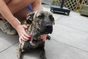 Avviso Ritrovamento Cane incrocio di razze  Femmina Ifs Francia