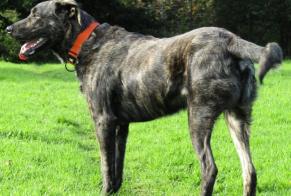 Avviso scomparsa Cane incrocio di razze  Maschio , 9 anni Prat Francia