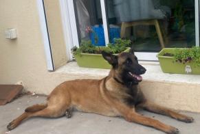 Avviso scomparsa Cane  Femmina , 3 anni Longpont-sur-Orge Francia