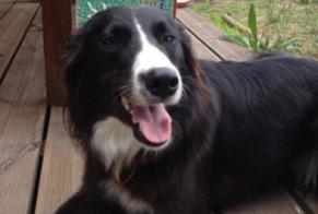 Avviso scomparsa Cane  Femmina , 12 anni Seignosse Francia