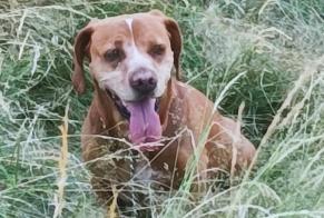 Avviso Ritrovamento Cane incrocio di razze  Non conosciuta Videix Francia