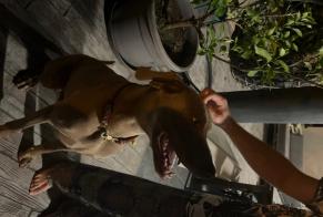 Avviso Ritrovamento Cane  Maschio Soustons Francia
