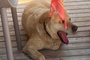 Avviso Ritrovamento Cane  Maschio Poggio-Mezzana Francia