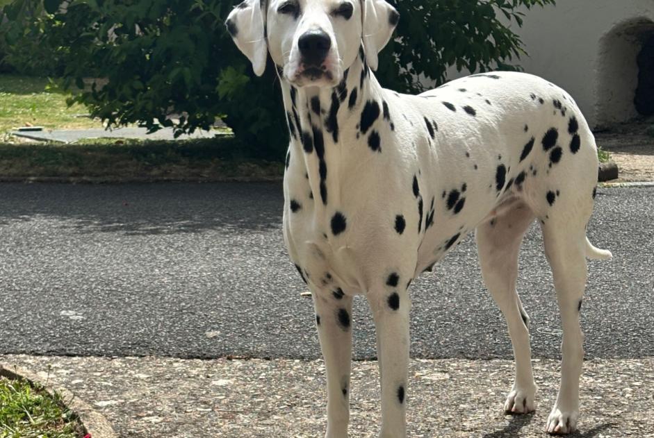 Avviso scomparsa Cane  Femmina , 6 anni Verneuil d'Avre et d'Iton Francia