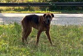 Avviso Ritrovamento Cane incrocio di razze  Maschio Landrévarzec Francia