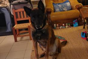Avviso scomparsa Cane  Maschio , 9 anni Garrigues-Sainte-Eulalie Francia