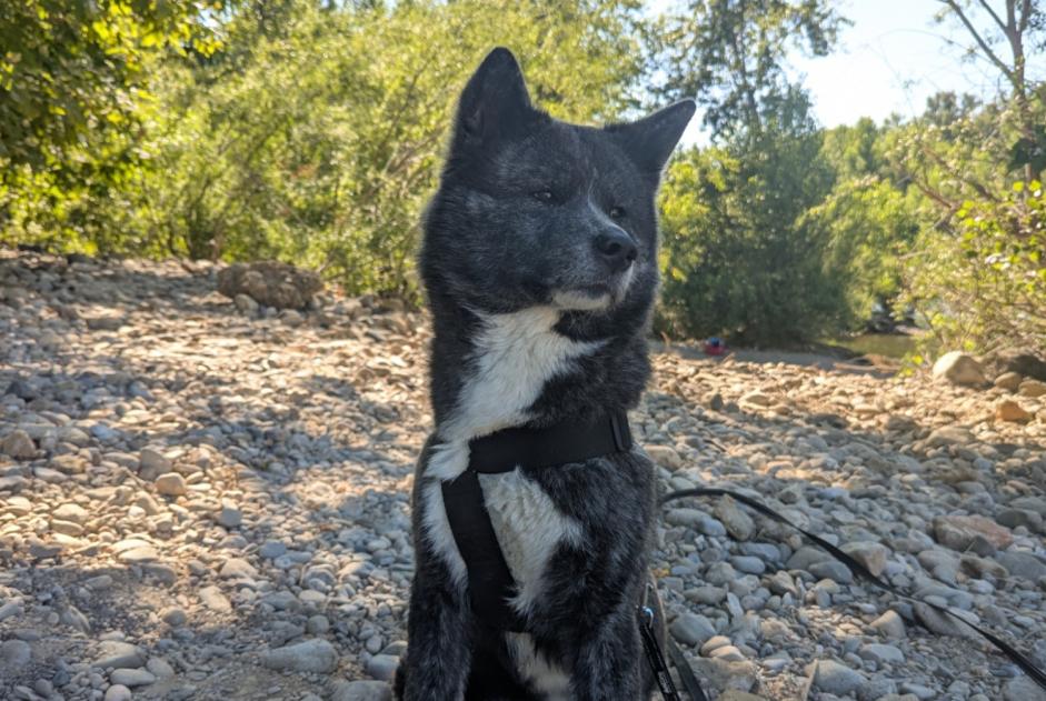 Avviso scomparsa Cane  Femmina , 2 anni Saint-Martin-de-Crau Francia
