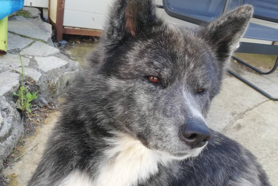 Avviso scomparsa Cane  Femmina , 2 anni Saint-Martin-de-Crau Francia