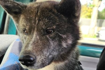 Avviso scomparsa Cane  Femmina , 2 anni Saint-Martin-de-Crau Francia