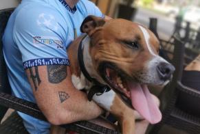 Avviso scomparsa Cane  Maschio , 7 anni Toulouse Francia