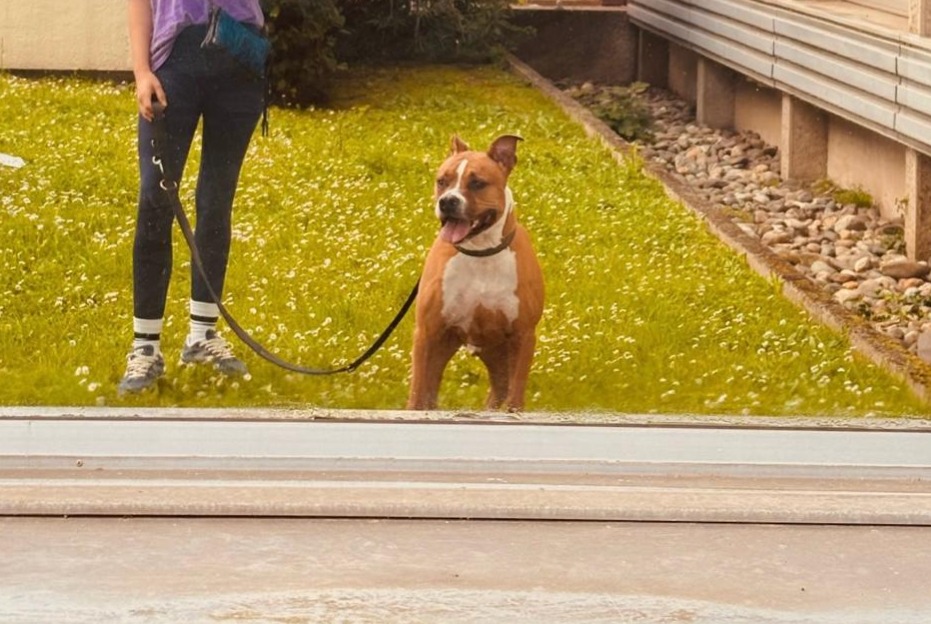 Avviso scomparsa Cane  Maschio , 7 anni Toulouse Francia