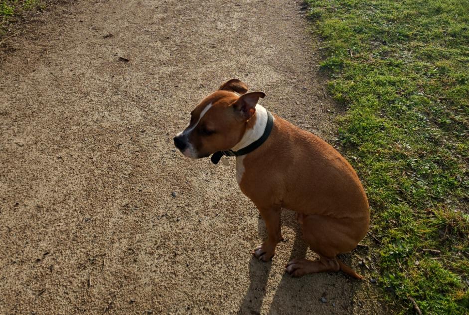 Avviso scomparsa Cane  Maschio , 7 anni Toulouse Francia