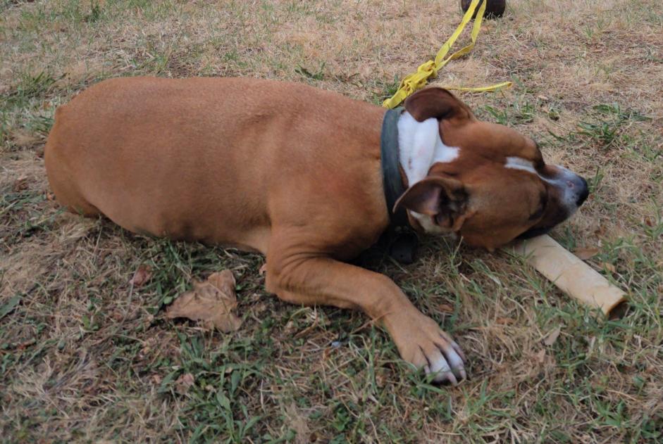 Avviso scomparsa Cane  Maschio , 7 anni Toulouse Francia